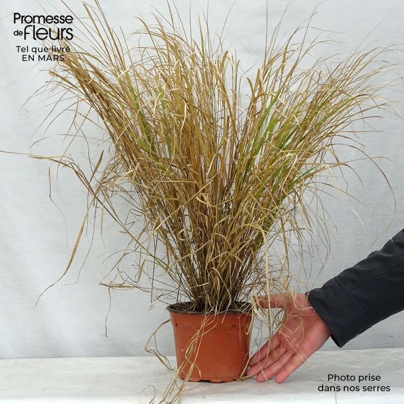 Spécimen de Stipa arundinacea Sirocco - Anemanthele lessoniana Pot de 2L/3L tel que livré au printemps