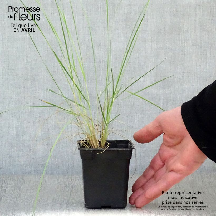 Spécimen de Stipa barbata - Stipe cheveux d'ange. Godet de 7/8 cm tel que livré au printemps