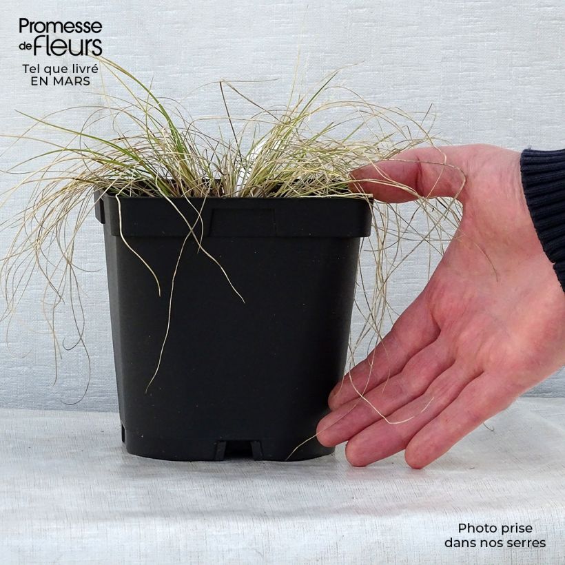 Spécimen de Stipa capillata - Stipe capillaire Pot de 2L/3L tel que livré au printemps