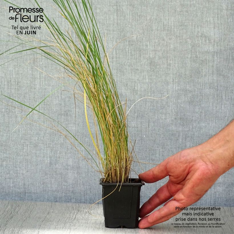 Spécimen de Stipa gigantea - Stipe géante Godet de 8/9 cm tel que livré en été