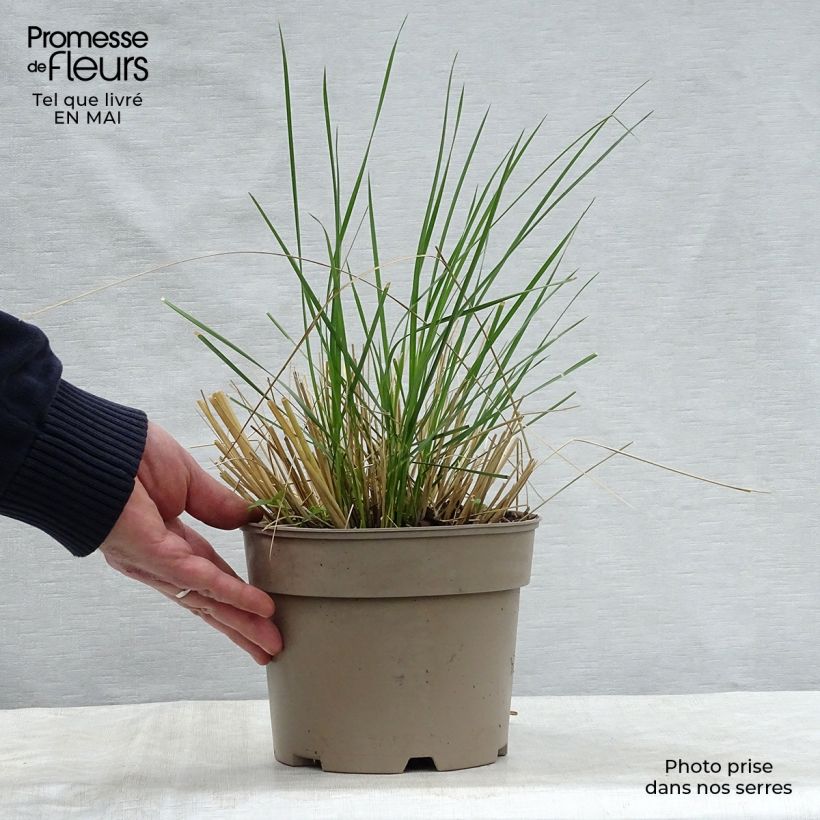 Example of Stipa gigantea - Stipe géante Pot de 2L/3L as you get in printemps