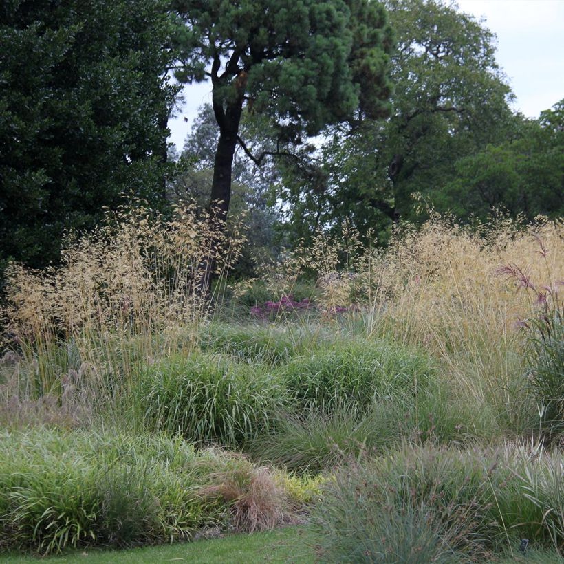 Stipa gigantea - Stipe géante (Plant habit)