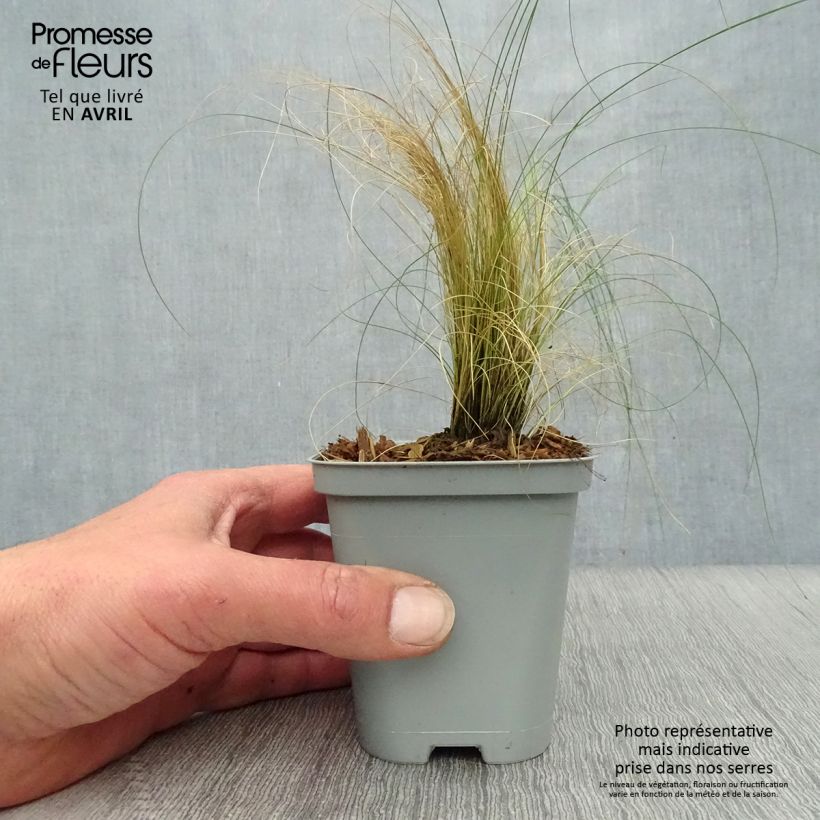 Spécimen de Stipa pennata Godet de 8/9 cm tel que livré au printemps