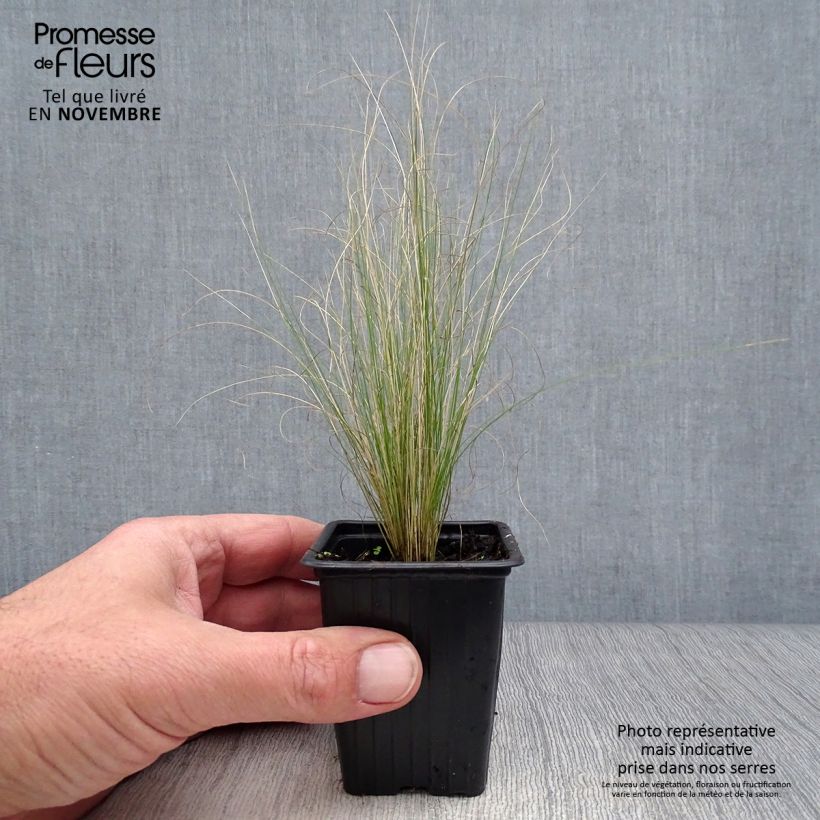 Spécimen de Stipa tenuifolia - Cheveux d'ange Pony Tails Godet de 7/8 cm tel que livré en automne