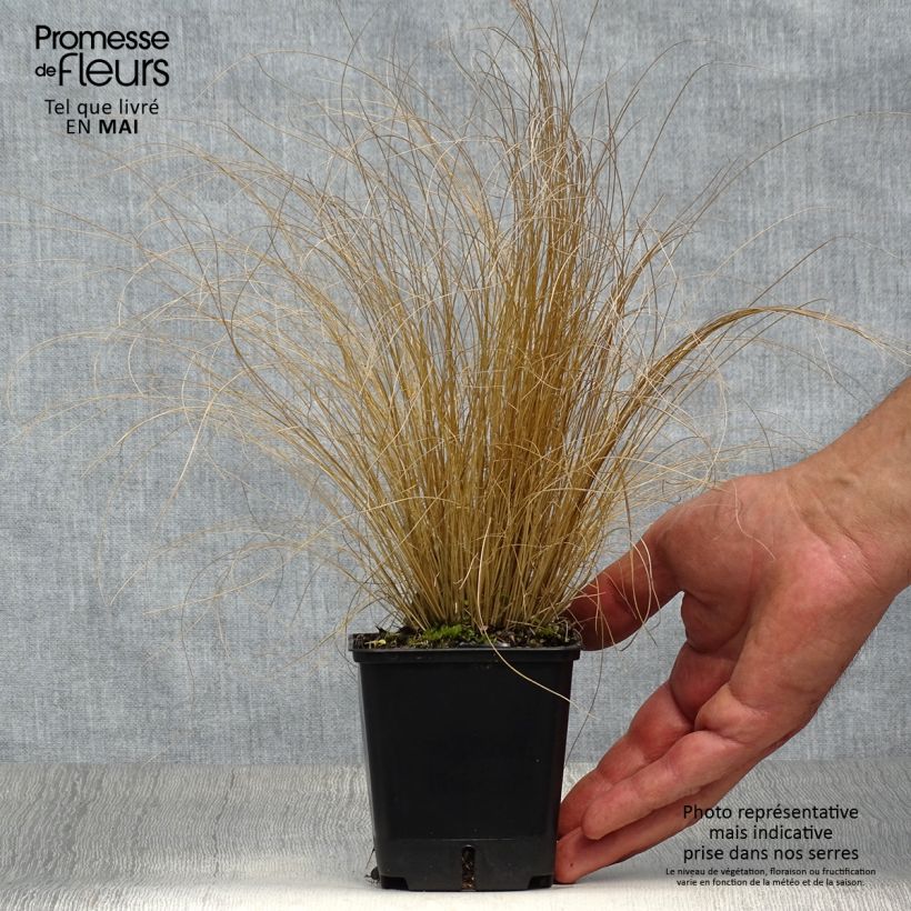 Spécimen de Stipa trichotoma Palomino - Stipe à feuilles dentées Godet de 8/9 cm tel que livré au printemps