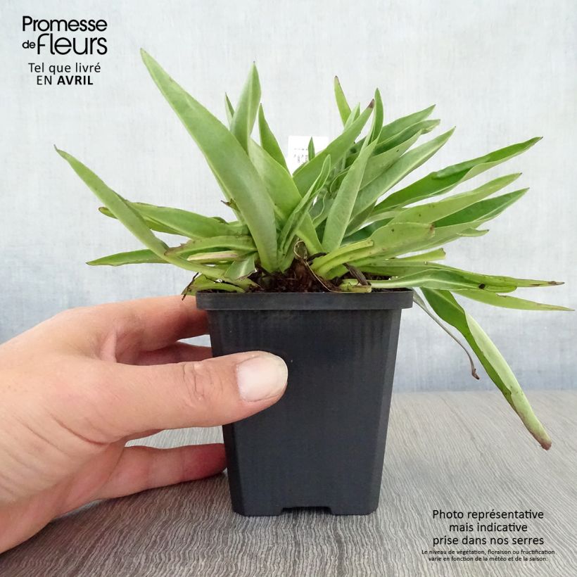 Spécimen de Stokesia laevis Alba - Bleuet d'Amérique - Stokésie blanche Godet de 8/9 cm tel que livré au printemps