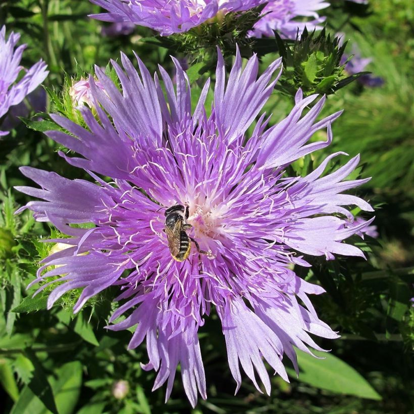 Stokesia laevis Elf - Bleuet d'Amérique (Flowering)