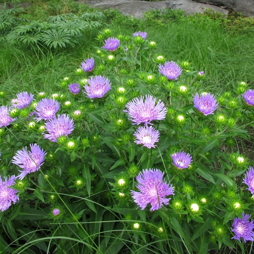 Stokesia laevis Elf - Bleuet d'Amérique (Plant habit)