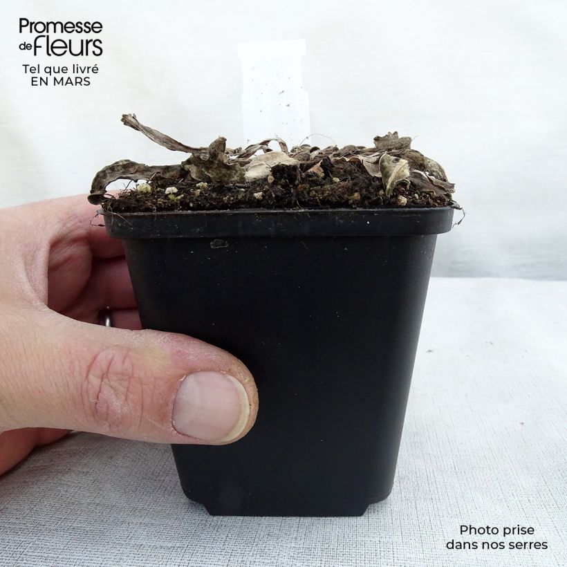 Example of Stokesia laevis Elf - Bleuet d'Amérique Godet de 8/9 cm as you get in printemps