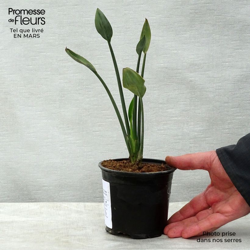 Spécimen de Strelitzia juncea - Oiseau de paradis à tiges de jonc Pot de 12 cm / 13 cm tel que livré au printemps