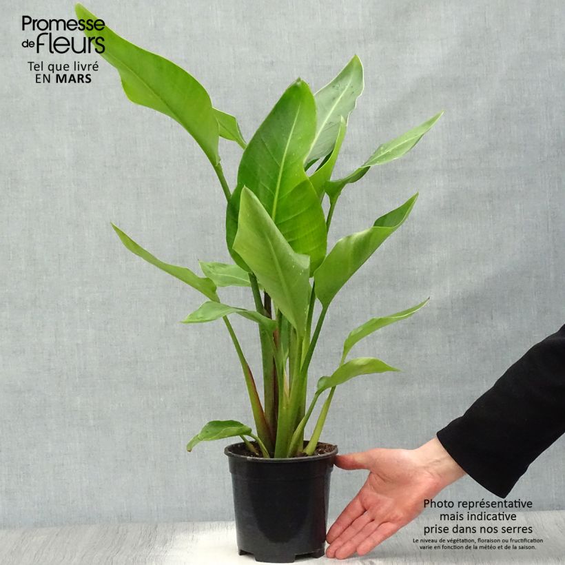 Spécimen de Strelitzia nicolai - Oiseau de Paradis blanc, géant  Pot de 2L/3L tel que livré au printemps