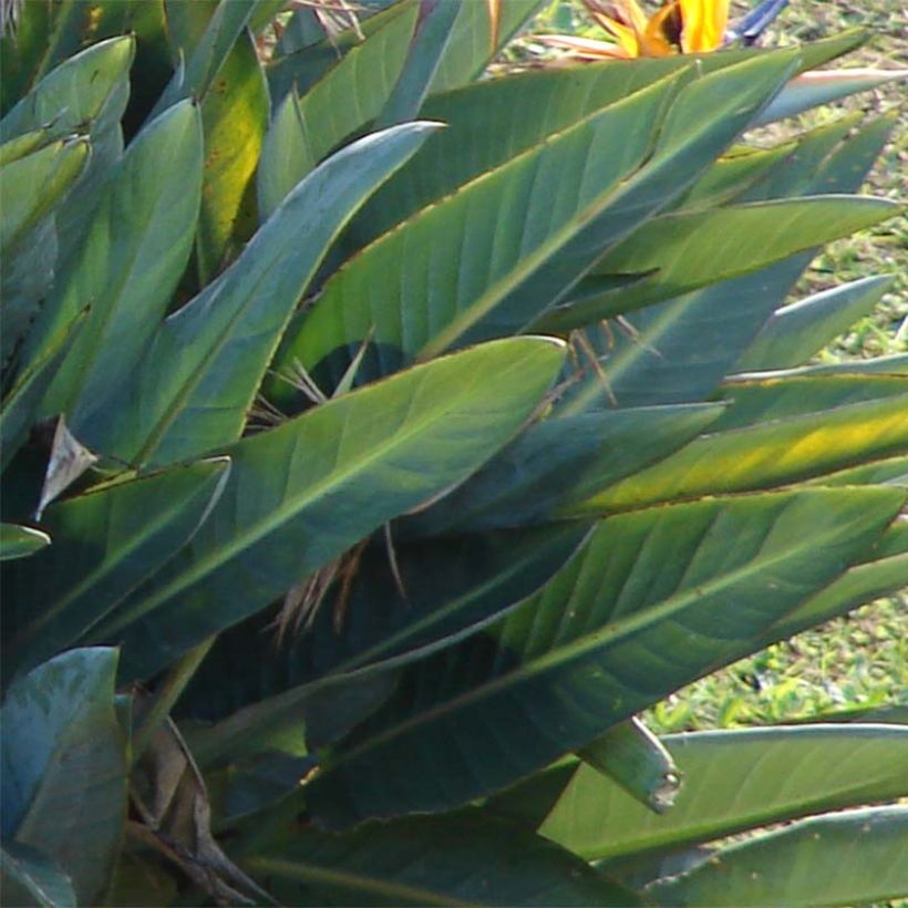 Strelitzia reginae - Oiseau de Paradis (Foliage)