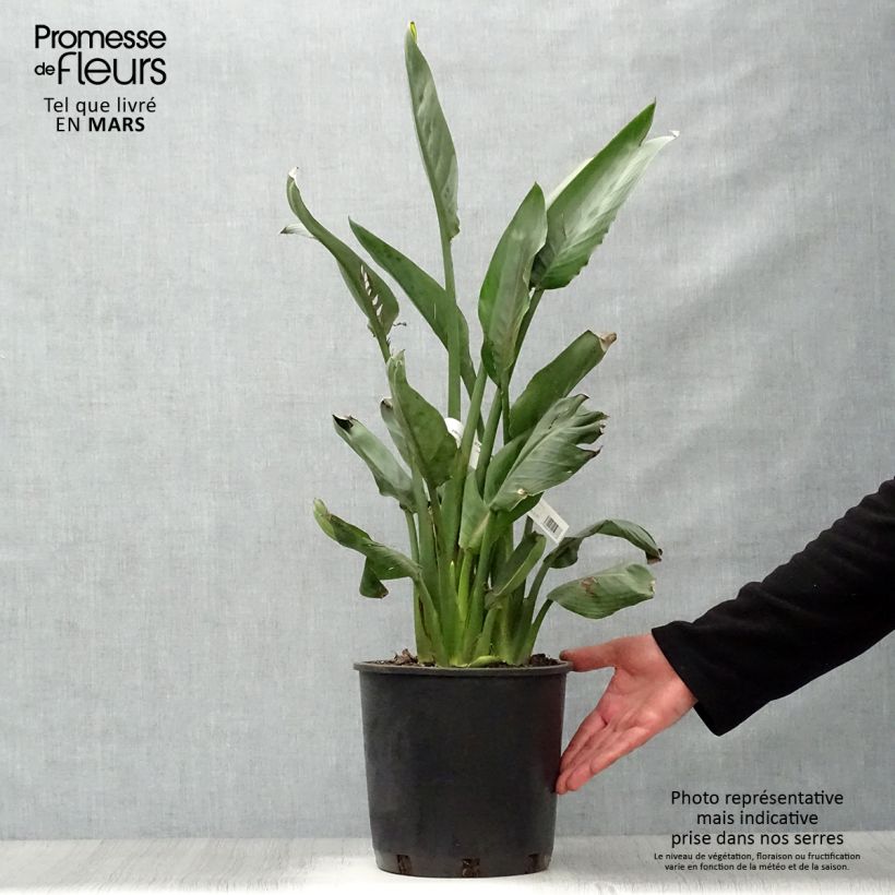 Example of Strelitzia reginae - Oiseau de Paradis Pot de 6L/7L as you get in printemps