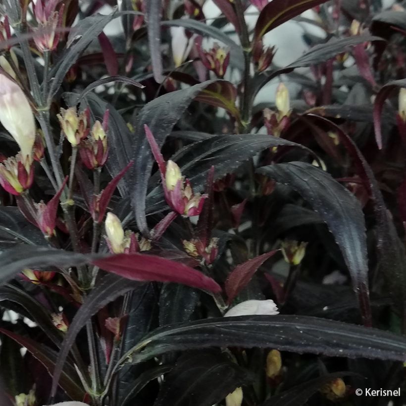 Strobilanthes anisophyllus Brunetthy (Feuillage)