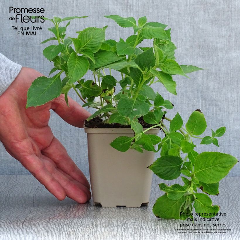 Spécimen de Strobilanthes attenuata Blue Carpet - Strobilanthe Godet de 8/9 cm tel que livré au printemps