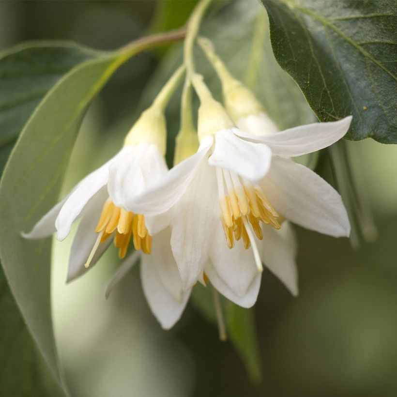Styrax japonica Fargesii - Styrax japonais (Floraison)