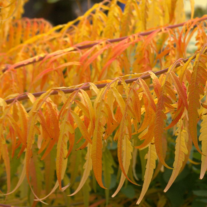 Sumac de Virginie Tiger Eyes - Rhus typhina (Foliage)
