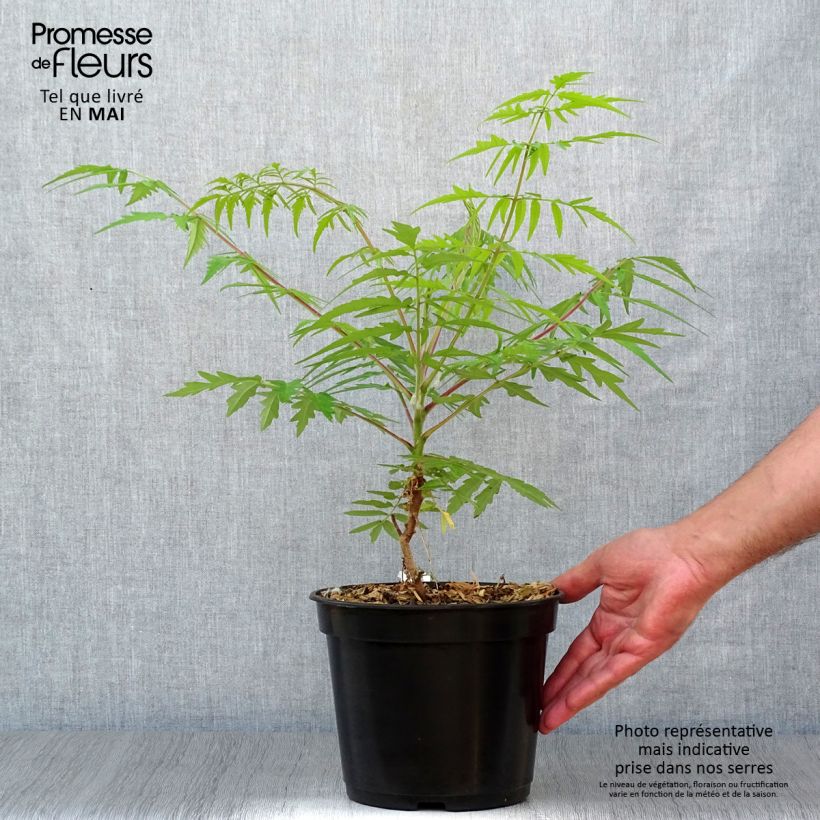 Example of Sumac de Virginie Tiger Eyes - Rhus typhina Pot de 3L/4L as you get in printemps
