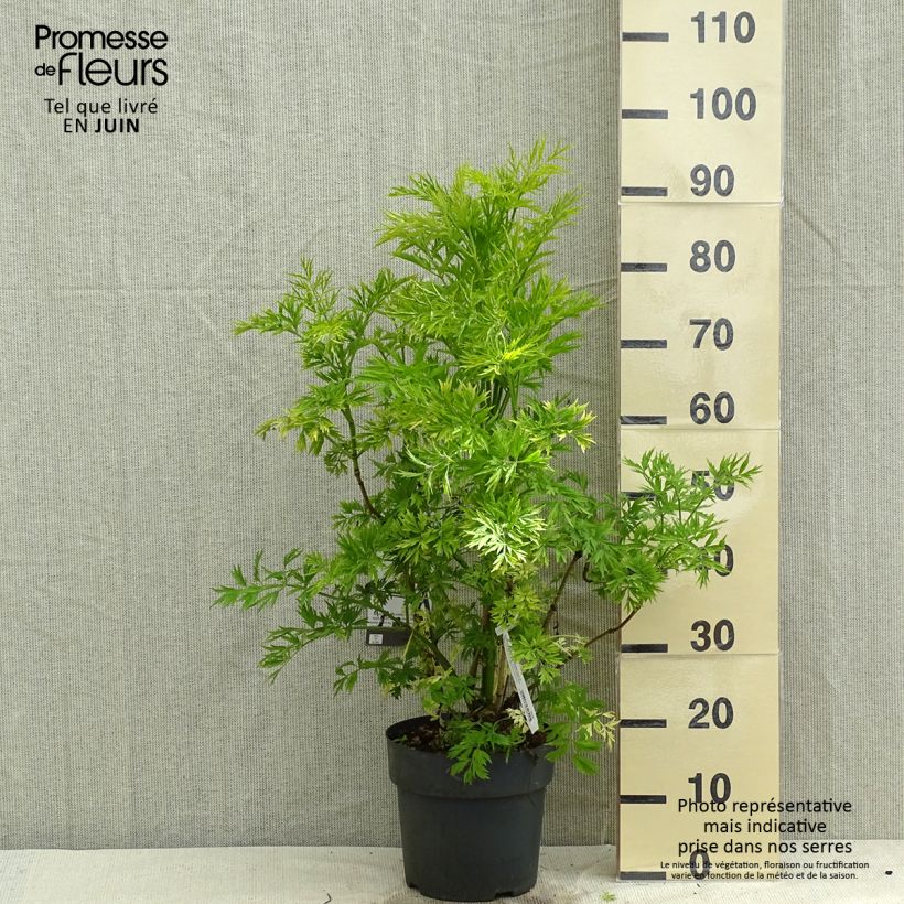 Example of Sureau à grappes - Sambucus racemosa Golden Lace Pot de 6L/7L as you get in printemps