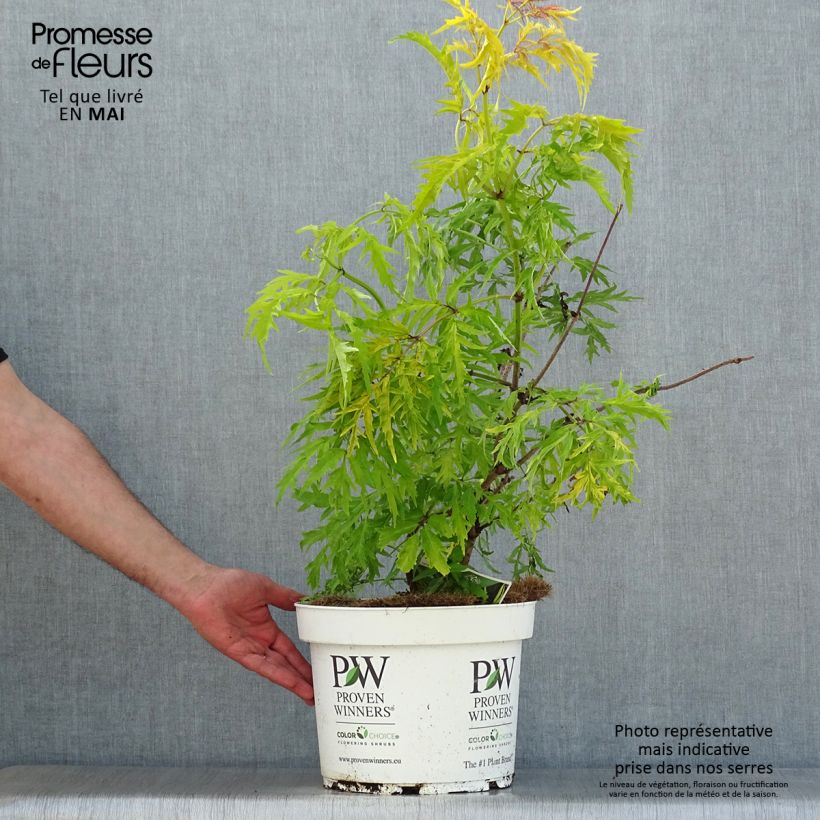 Example of Sureau à grappes - Sambucus racemosa Lemony Lace Pot de 7,5L/10L as you get in printemps