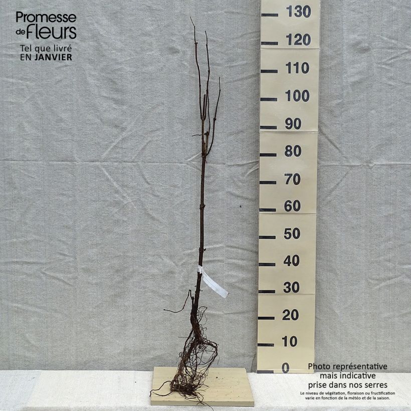 Spécimen de Sureau à grappes - Sambucus racemosa Racines nues tel que livré en hiver