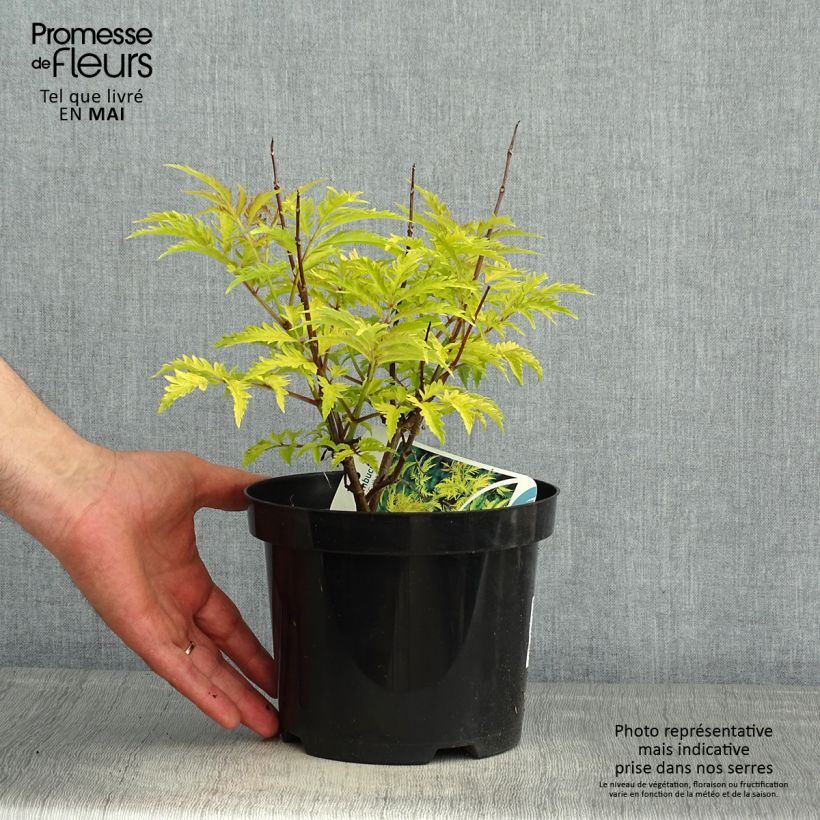 Example of Sureau à grappes - Sambucus racemosa Sutherland Gold Pot de 2L/3L as you get in printemps