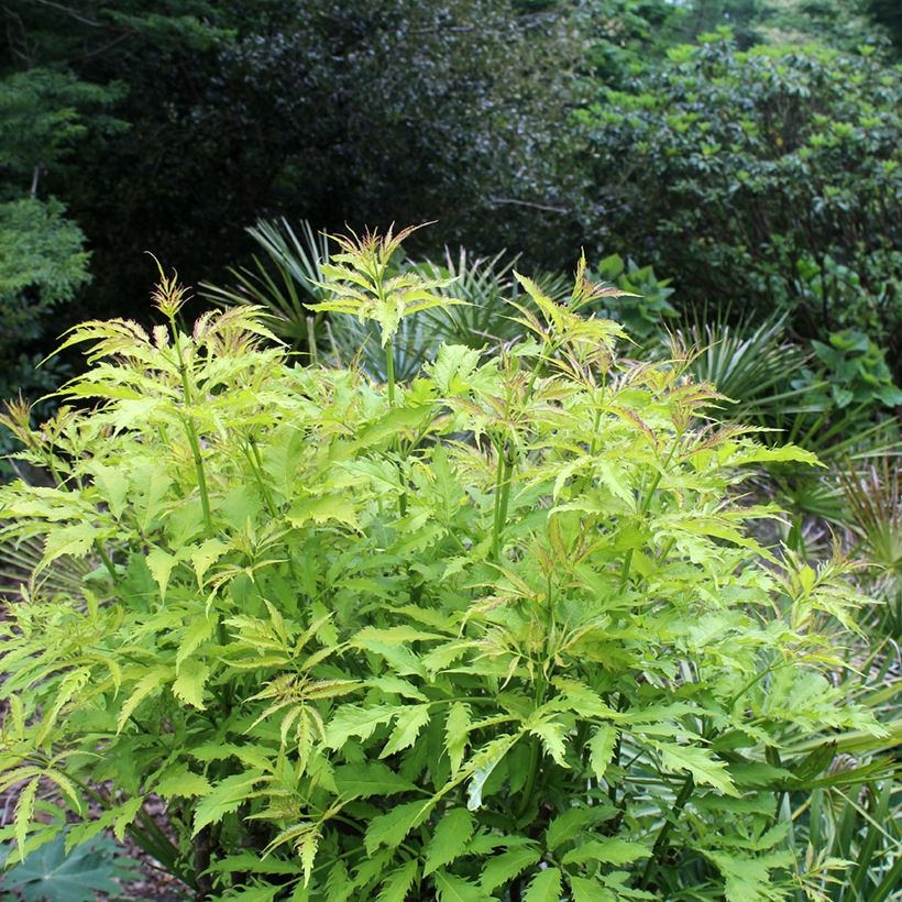 Sureau à grappes - Sambucus racemosa Sutherland Gold (Plant habit)