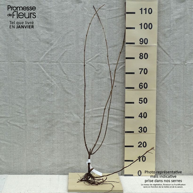 Spécimen de Sureau noir  - Sambucus nigra Aurea Racines nues tel que livré en hiver