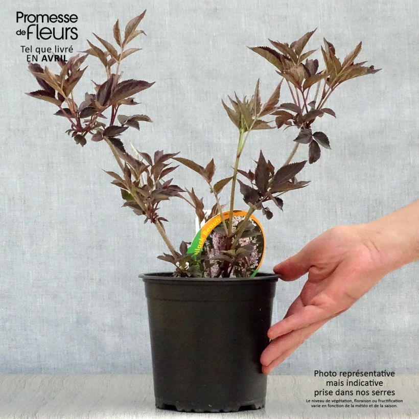 Example of Sureau noir - Sambucus nigra Black Beauty (Gerda) Pot de 2L/3L as you get in printemps