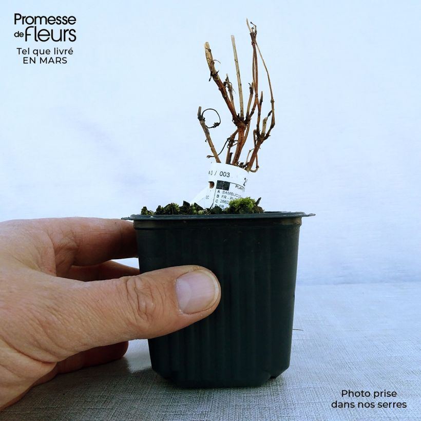 Spécimen de Sureau noir - Sambucus nigra Black Lace (Eva) Godet de 8/9 cm tel que livré au printemps