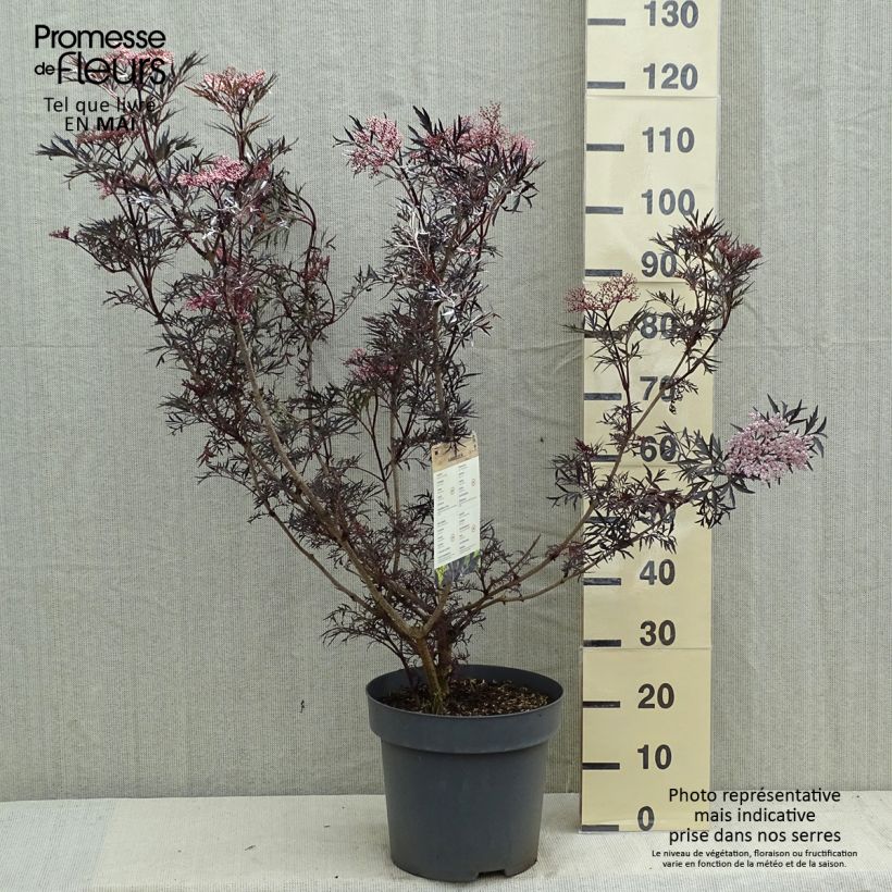 Spécimen de Sureau noir - Sambucus nigra Black Lace (Eva) Pot de 12L/15L tel que livré au printemps