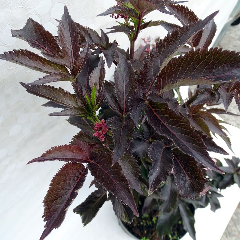 Sureau noir - Sambucus nigra Black Tower (Foliage)