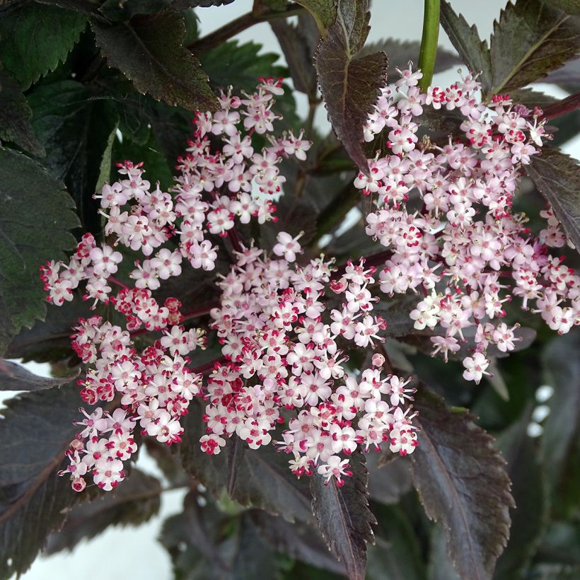 Sureau noir - Sambucus nigra Black Tower (Flowering)