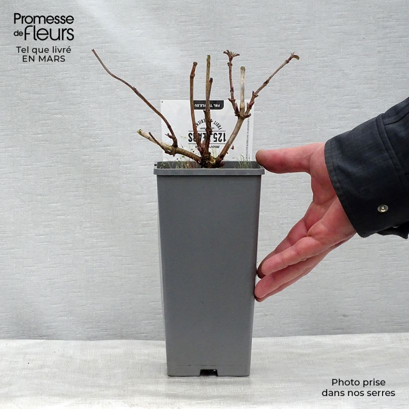 Spécimen de Sureau noir - Sambucus nigra Korsor Pot de 1,5L/2L, Buisson tel que livré au printemps