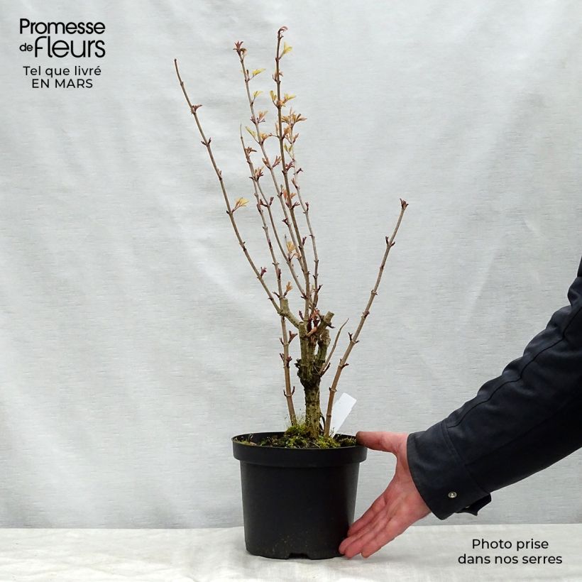 Example of Sureau noir - Sambucus nigra Madonna Pot de 3L/4L as you get in printemps