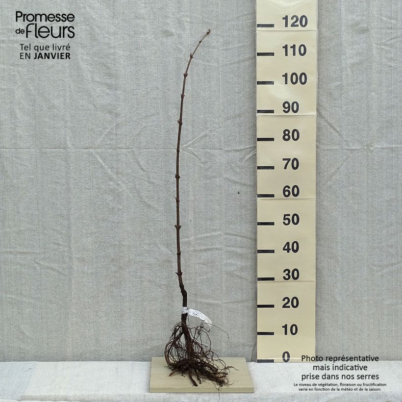 Spécimen de Sureau noir - Sambucus nigra Racines nues tel que livré en hiver