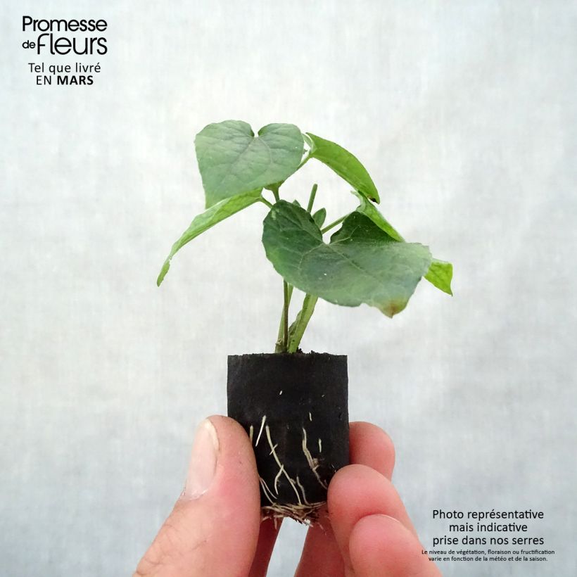 Spécimen de Suzanne-aux-yeux-noirs - Thunbergia alata Sunny Suzy Brownie Mini-motte Ø 3/4 cm tel que livré au printemps