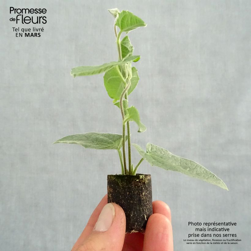 Spécimen de Suzanne-aux-yeux-noirs - Thunbergia alata Sunny Suzy Rose Sensation Mini-motte Ø 3/4 cm tel que livré au printemps