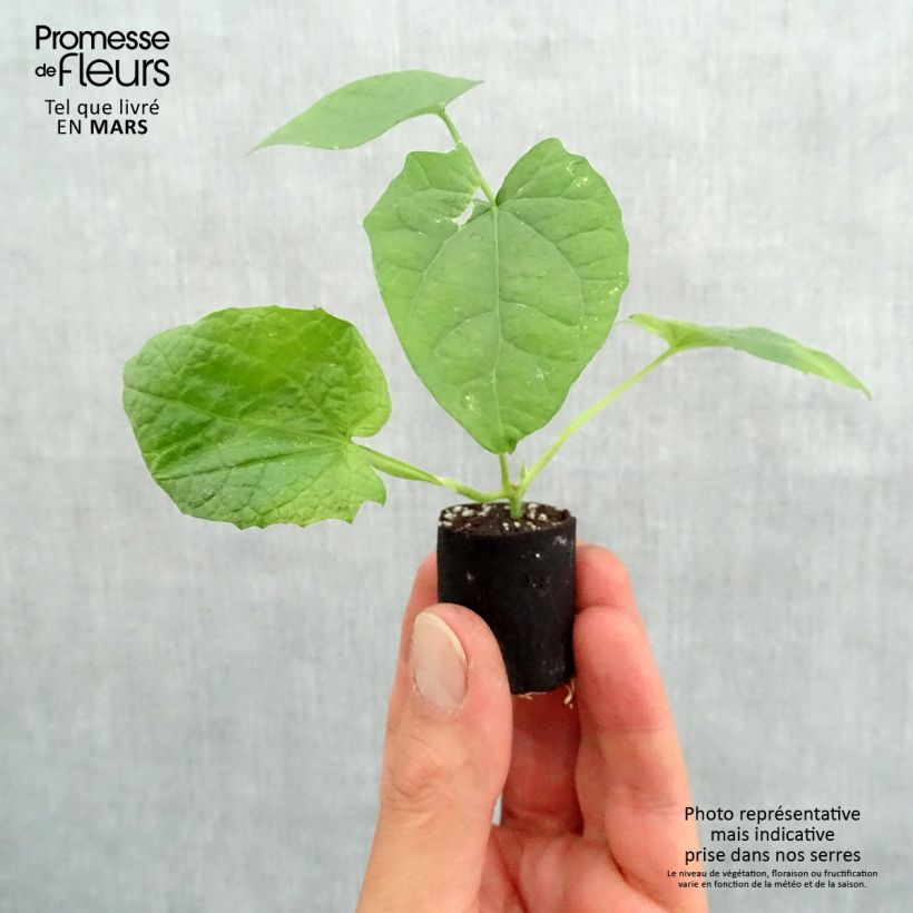 Spécimen de Suzanne orange aux yeux noirs - Thunbergia alata Mini-motte Ø 3/4 cm, Plant vert de 5 à 10 cm de haut tel que livré au printemps