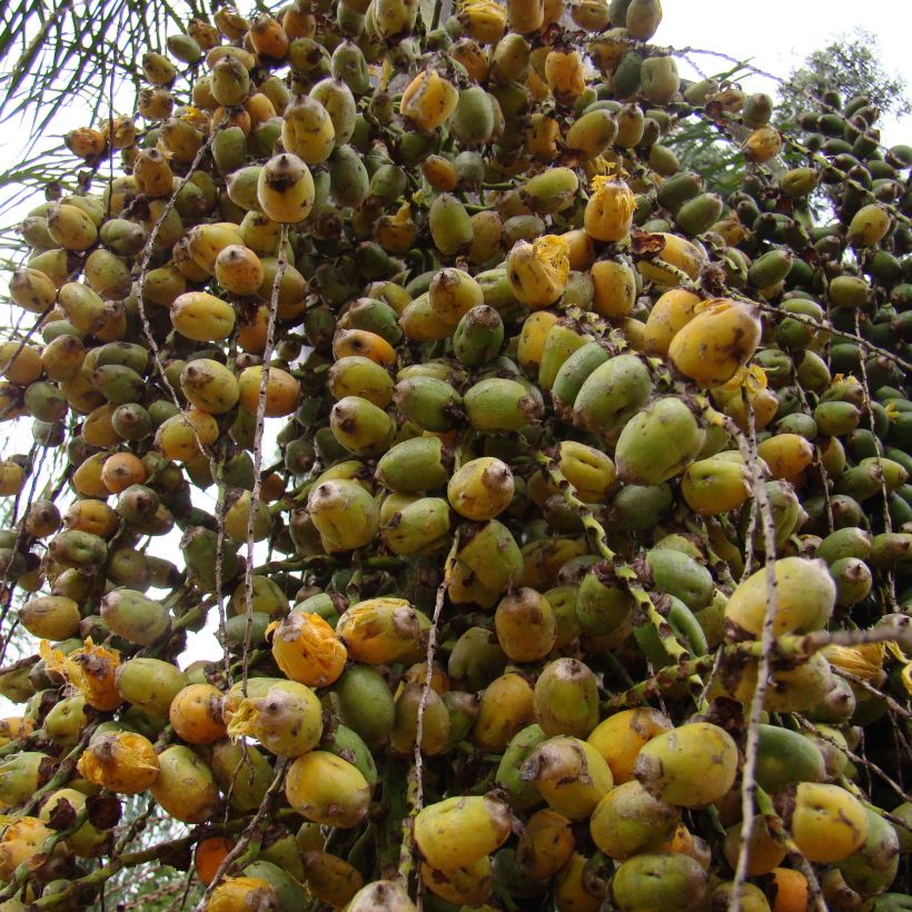 Syagrus romanzoffiana - Palmier de la reine (Récolte)