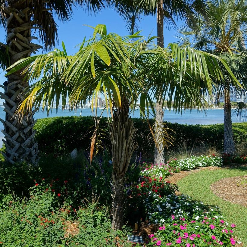 Syagrus schizophylla - Palmier du Brésil (Plant habit)