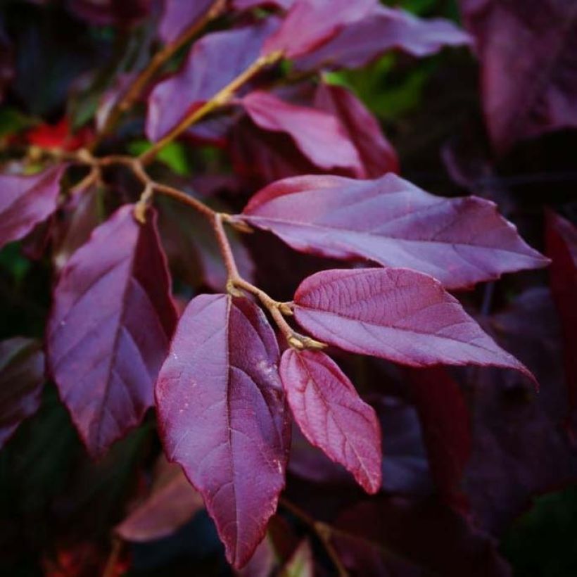 Sycoparrotia semidecidua Purple Haze  (Foliage)