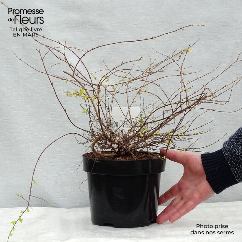 Spécimen de Symphoricarpos chenaulti  Brain de Soleil - Symphorine Pot de 3L/4L tel que livré au printemps