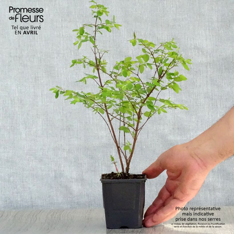 Spécimen de Symphoricarpos chenaultii Hancock - Symphorine de Chenault Godet de 8/9 cm tel que livré au printemps