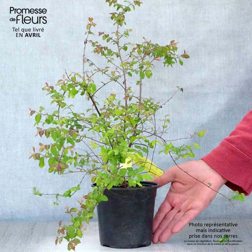 Spécimen de Symphoricarpos chenaultii Hancock - Symphorine de Chenault Pot de 1L/1,5L tel que livré au printemps