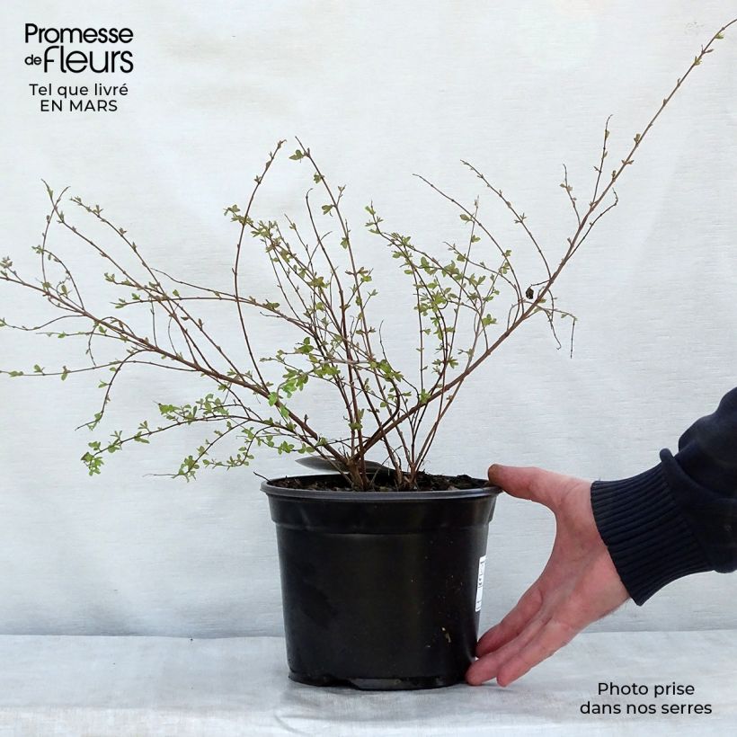 Spécimen de Symphoricarpos chenaultii Hancock - Symphorine de Chenault Pot de 2L/3L tel que livré au printemps