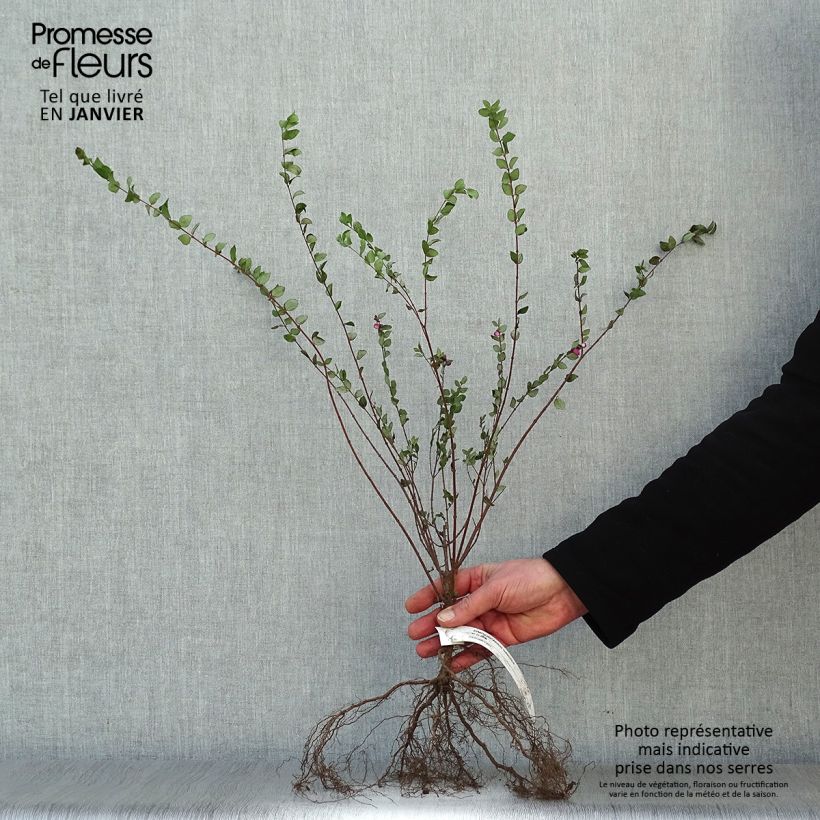 Spécimen de Symphoricarpos chenaultii Hancock - Symphorine de Chenault Racines nues, Buisson, Ramifié tel que livré en hiver