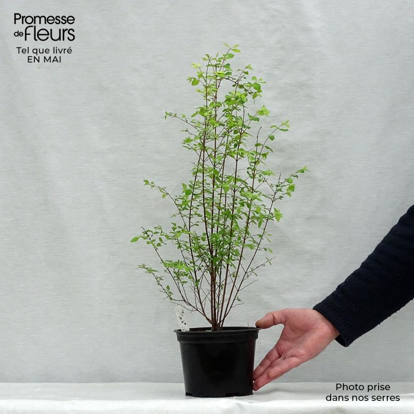 Spécimen de Symphoricarpos chenaultii - Symphorine de Chenault Pot de 2L/3L tel que livré au printemps