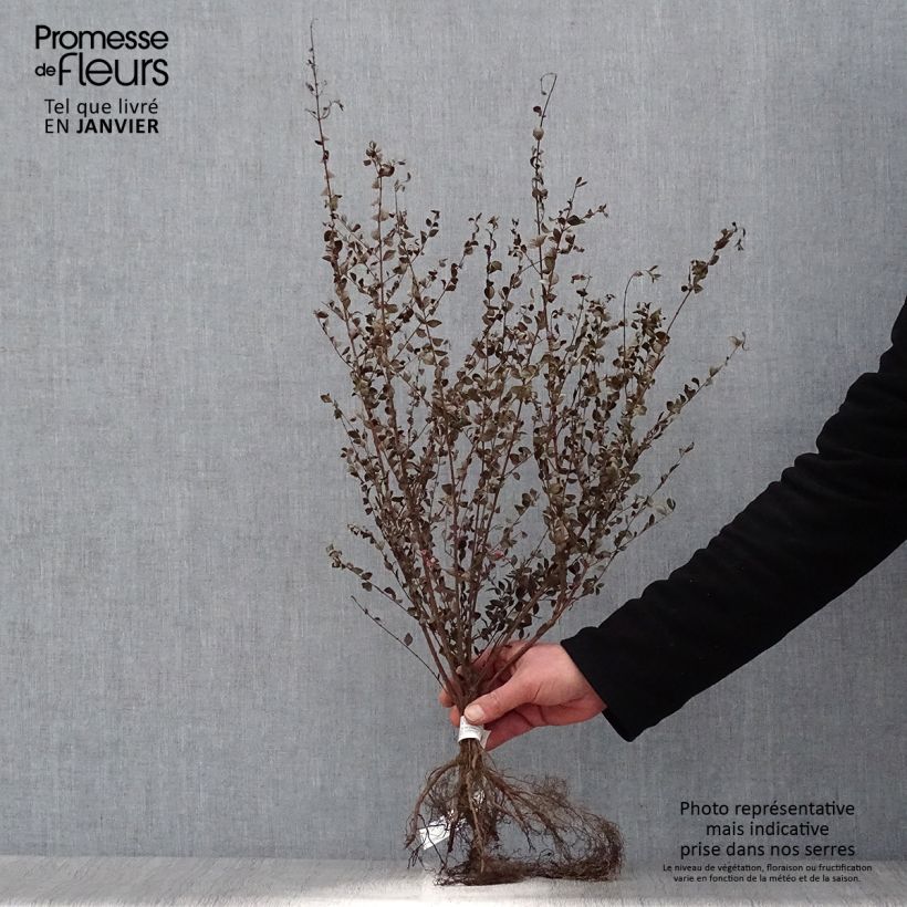 Spécimen de Symphoricarpos chenaultii - Symphorine de Chenault Racines nues, Buisson, Ramifié tel que livré en hiver