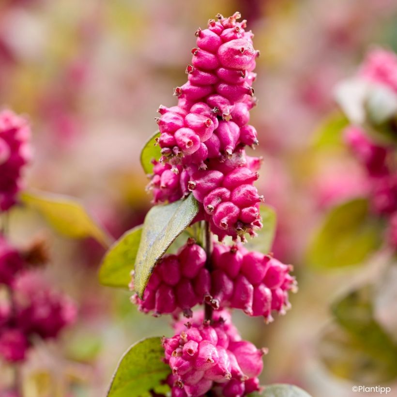 Symphorine Little Berry - Symphoricarpos (Récolte)